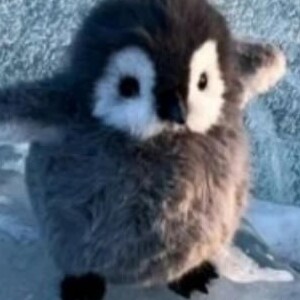 صورة الملف الشخصي من حليمه البلوشي