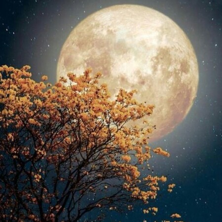 صورة الملف الشخصي من عائشة السعدي