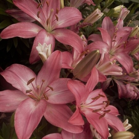 صورة الملف الشخصي من fa.alkathiri