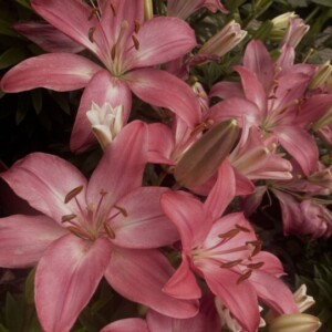 صورة الملف الشخصي من fa.alkathiri