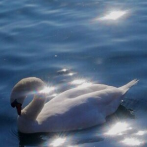 صورة الملف الشخصي من الغدير اللواتي